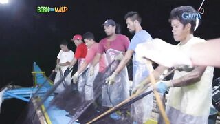 Born to be Wild морская рыбалка на lawlaw в Bulan Sorsogon Филиппины и жизнь у океана