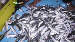 Born to be Wild морская рыбалка на lawlaw в Bulan Sorsogon Филиппины и жизнь у океана