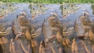 Dalag в рисовых полях деревенская рыбалка прямо среди залитых водой террас и тропической зелени