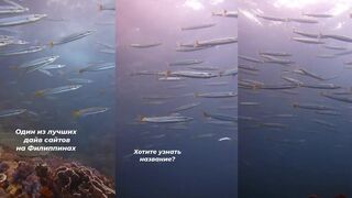 Стая желтохвостой барракуды на дайвинге Филиппины подводная встреча с хищниками у рифа