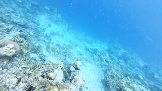 Морская рыбалка на Мальдивах в водах полных grouper тропический остров и тёплое синее море