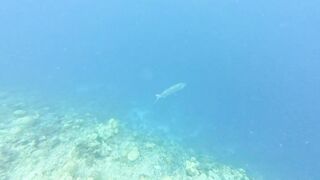 Морская рыбалка на Мальдивах в водах полных grouper тропический остров и тёплое синее море