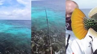 Цветные triggerfish и морская рыбалка на плоских меляках Мальдив прогулка по райским лагунам