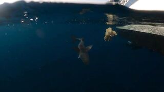 Рыбалка в Ajman в самый жаркий день года поиск лучших мест на берегу залива