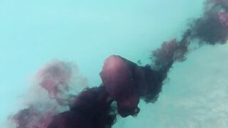 Игра в прятки с каракатицей под водой ищем кто первым заметит кого во время морской рыбалки