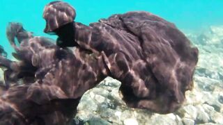 Игра в прятки с каракатицей под водой ищем кто первым заметит кого во время морской рыбалки