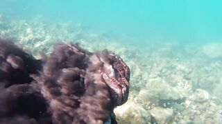 Игра в прятки с каракатицей под водой ищем кто первым заметит кого во время морской рыбалки