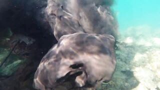 Игра в прятки с каракатицей под водой ищем кто первым заметит кого во время морской рыбалки