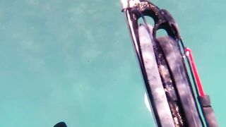 Игра в прятки с каракатицей под водой ищем кто первым заметит кого во время морской рыбалки