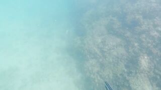 Игра в прятки с каракатицей под водой ищем кто первым заметит кого во время морской рыбалки