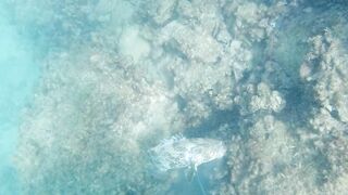 Игра в прятки с каракатицей под водой ищем кто первым заметит кого во время морской рыбалки