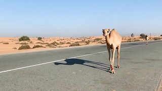 Игра в прятки с каракатицей под водой ищем кто первым заметит кого во время морской рыбалки