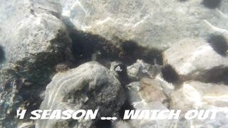 Игра в прятки с каракатицей под водой ищем кто первым заметит кого во время морской рыбалки