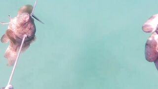 Игра в прятки с каракатицей под водой ищем кто первым заметит кого во время морской рыбалки