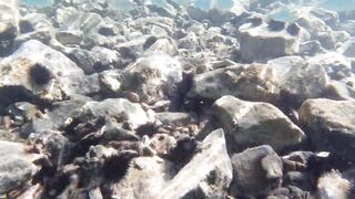 Игра в прятки с каракатицей под водой ищем кто первым заметит кого во время морской рыбалки