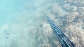 Игра в прятки с каракатицей под водой ищем кто первым заметит кого во время морской рыбалки