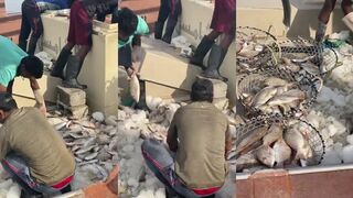 Рыбалка в море у Ajman сегодня короткий выход к волне и несколько быстрых поклевок