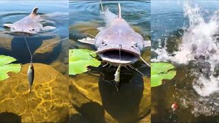 Безумный тест наживки на меконгского сома когда bite bait превращает рыбалку в хаос