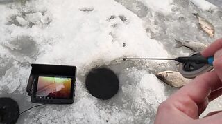 Первый лёд - быстрая мормышка и удивительный способ ловли карася на зимней рыбалке