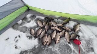 Первый лёд - быстрая мормышка и удивительный способ ловли карася на зимней рыбалке