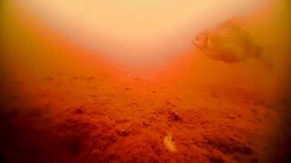 Первый лёд - быстрая мормышка и удивительный способ ловли карася на зимней рыбалке