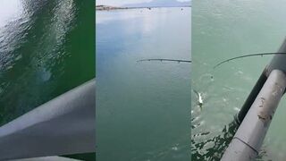 Рыбалка на nhong у моста Long Ho Cam Ranh охота за морским хищником на сильной струе