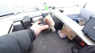 Это сон или реальность, бешеный жор крупного судака на спиннинг и лучшая ночная рыбалка сезона