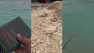 Alegria Cebu новый спот для берегового кастинга, морская рыбалка на скалах и волне