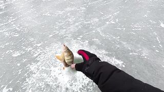 Опасная рыбалка по первому льду - протока дышит, но щука окунь и судак не дают уйти домой рано