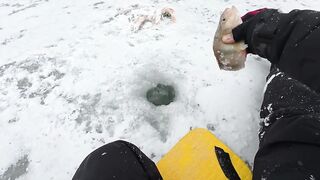 Опасная рыбалка по первому льду - протока дышит, но щука окунь и судак не дают уйти домой рано