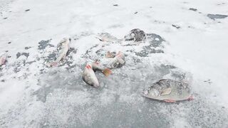 Опасная рыбалка по первому льду - протока дышит, но щука окунь и судак не дают уйти домой рано