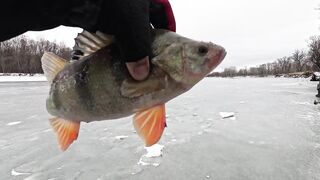Опасная рыбалка по первому льду - протока дышит, но щука окунь и судак не дают уйти домой рано
