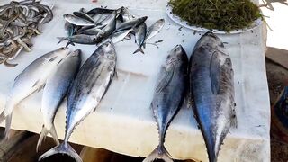 В Talisay Cebu море и рыба по настоящему свежие рыбачим сетями прямо у берега города