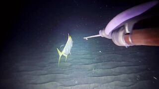 Эпизод 398 джекпот, дорогая и крупная рыба одна за другой местная морская рыбалка на Филиппинах