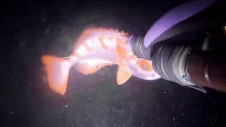 Эпизод 398 джекпот, дорогая и крупная рыба одна за другой местная морская рыбалка на Филиппинах