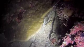 Эпизод 398 джекпот, дорогая и крупная рыба одна за другой местная морская рыбалка на Филиппинах