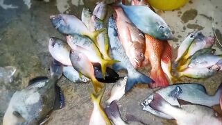 Эпизод 398 джекпот, дорогая и крупная рыба одна за другой местная морская рыбалка на Филиппинах