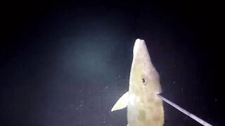 Эпизод 398 джекпот, дорогая и крупная рыба одна за другой местная морская рыбалка на Филиппинах