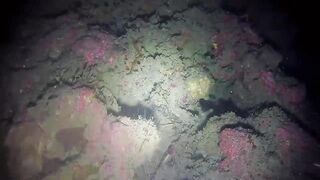 Эпизод 398 джекпот, дорогая и крупная рыба одна за другой местная морская рыбалка на Филиппинах