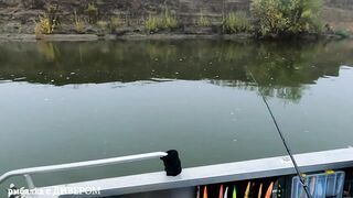 Туманная Ахтуба: осенний судак 2025 и троллинг в один спиннинг по русловым бровкам