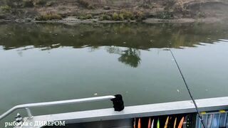 Туманная Ахтуба: осенний судак 2025 и троллинг в один спиннинг по русловым бровкам