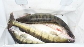 Туманная Ахтуба: осенний судак 2025 и троллинг в один спиннинг по русловым бровкам