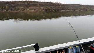 Туманная Ахтуба: осенний судак 2025 и троллинг в один спиннинг по русловым бровкам