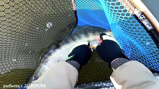 Туманная Ахтуба: осенний судак 2025 и троллинг в один спиннинг по русловым бровкам