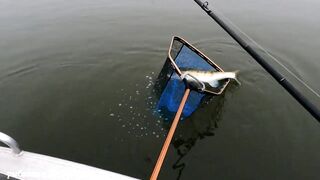 Туманная Ахтуба: осенний судак 2025 и троллинг в один спиннинг по русловым бровкам