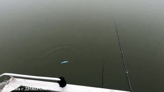 Туманная Ахтуба: осенний судак 2025 и троллинг в один спиннинг по русловым бровкам