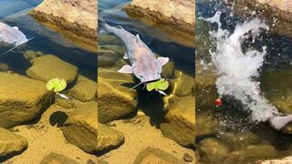 Меконгский сом рвёт снасти эксперимент с наживкой заканчивается поломкой оснастки