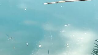 Cebu resort морская рыбалка на территории отеля и вечерние забросы с пирса у волнореза