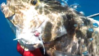 Грандиозный трофей от друга: подводная охота на Кубе и крупная рыба прямо со скал и рифов