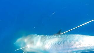 Грандиозный трофей от друга: подводная охота на Кубе и крупная рыба прямо со скал и рифов